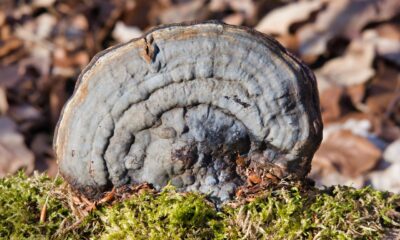 Como Obter Número Falso para o Tinder e Proteger sua Privacidade