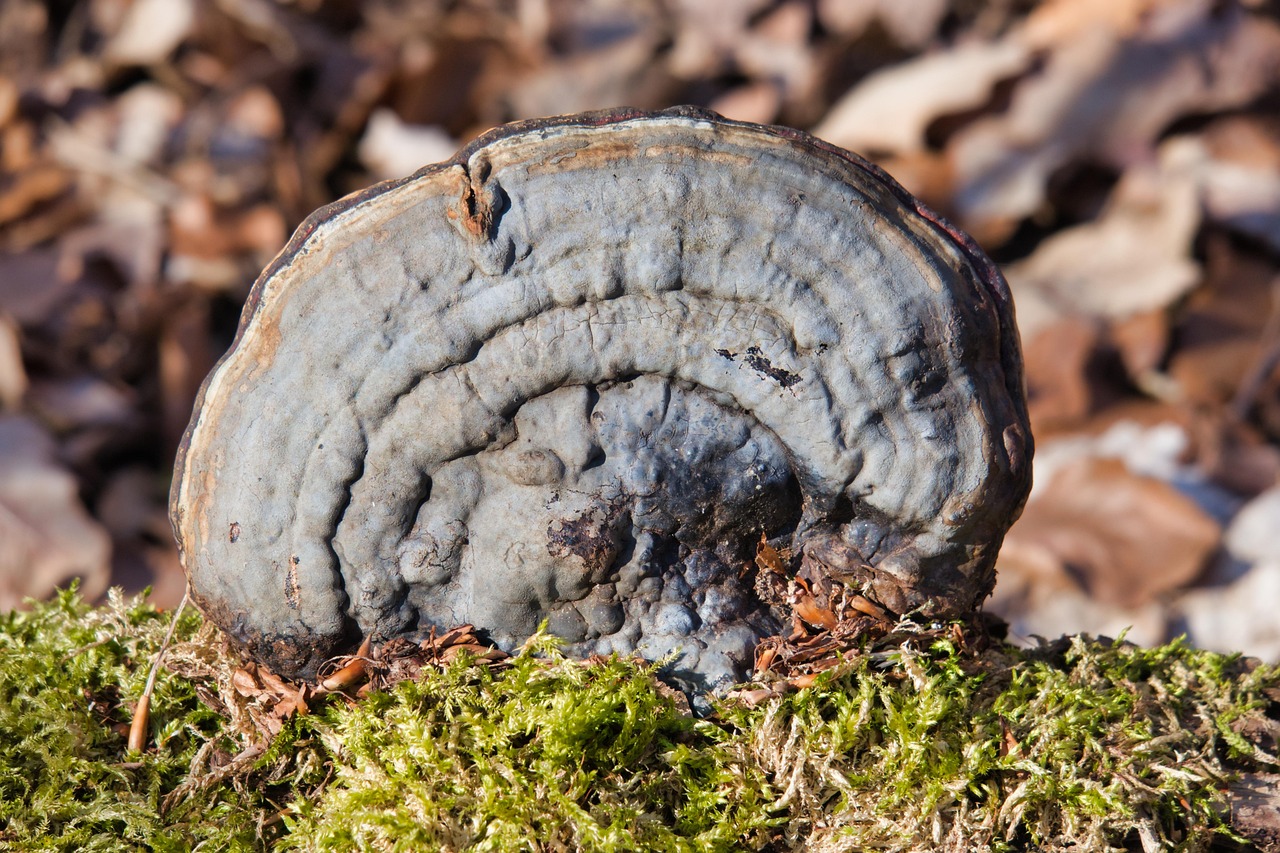 Como Obter Número Falso para o Tinder e Proteger sua Privacidade