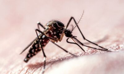 Scientific Study Maps Mosquito Flight Patterns to Human Targets
