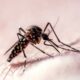 Scientific Study Maps Mosquito Flight Patterns to Human Targets
